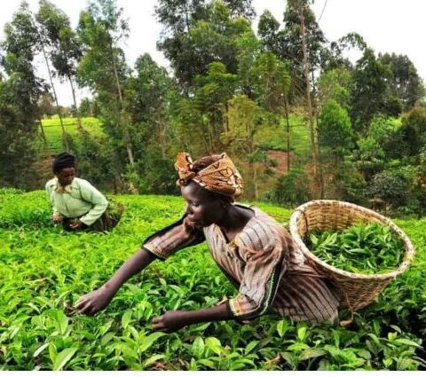 Kenya Records Decline In Tea Export Volumes Despite Production Increase