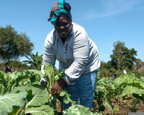 Again! World Bank Invests Big In West Africa Food Security