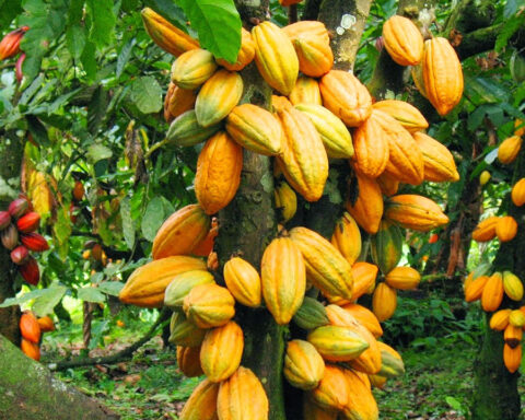 US Kicks Off $22m Project To Improve Cocoa Value Chain In Nigeria
