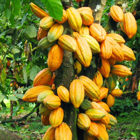 US Kicks Off $22m Project To Improve Cocoa Value Chain In Nigeria