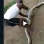 (Video) Python Scare In Oshodi As Residents Kill, Recover Goat In Giant Python's Belly