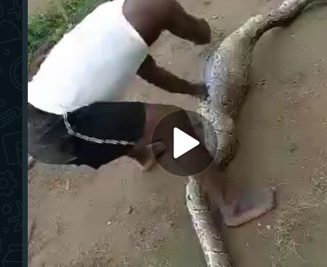 (Video) Python Scare In Oshodi As Residents Kill, Recover Goat In Giant Python's Belly