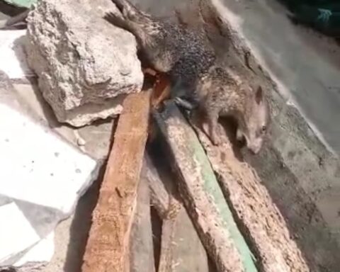 Mystery Rat With Human-like Fingers In Nigeria's Southeast Cries Like Human