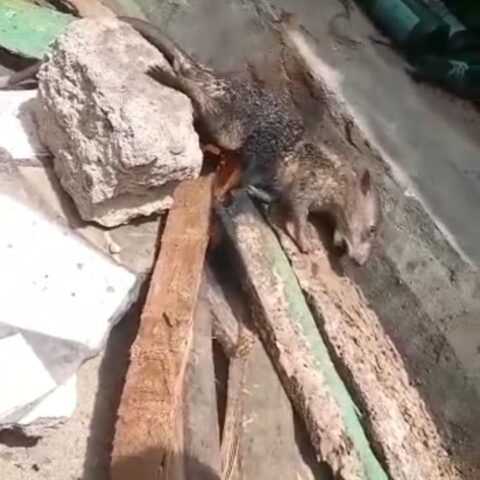 Mystery Rat With Human-like Fingers In Nigeria's Southeast Cries Like Human