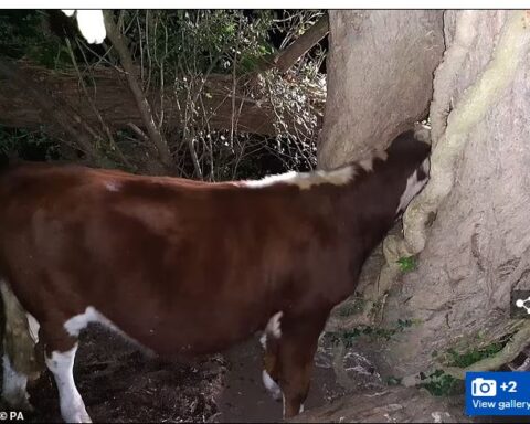 How Firefighters Spent Three Hours ‘Re-Mooving’ Cow Stuck In Tree