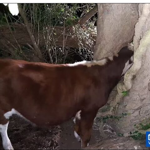 How Firefighters Spent Three Hours ‘Re-Mooving’ Cow Stuck In Tree