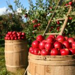 Dutch Bank Eyes popular African Agricultural distributor, Project Budapest