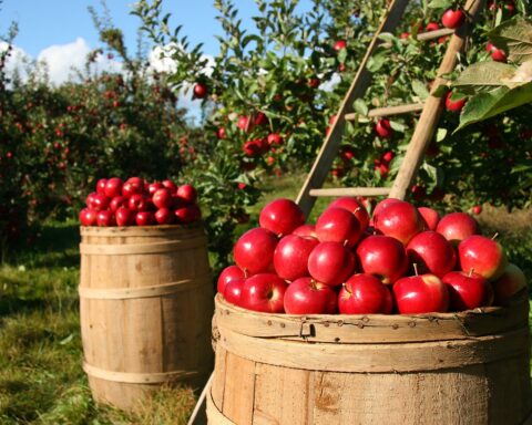 Dutch Bank Eyes popular African Agricultural distributor, Project Budapest