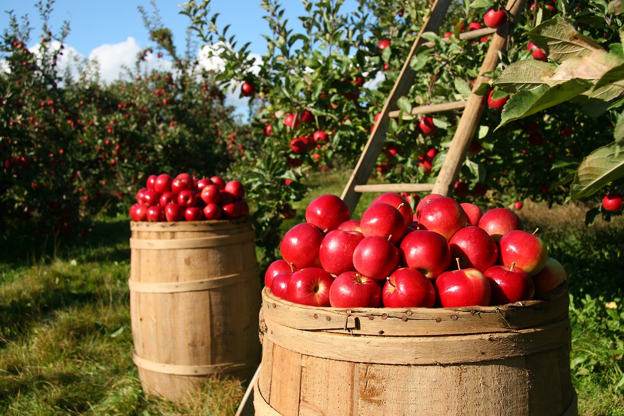 Dutch Bank Eyes popular African Agricultural distributor, Project Budapest