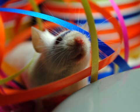 WEIRD! Gardener Builds House For Rats To Keep Them Warm (SEE PHOTOS)