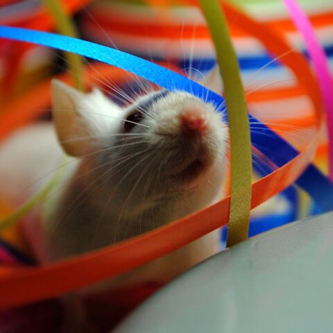 WEIRD! Gardener Builds House For Rats To Keep Them Warm (SEE PHOTOS)