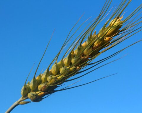 BREAKING: UN-chattered, Wheat Loaded Ship Arrives Ethiopia To Wrestle Hunger