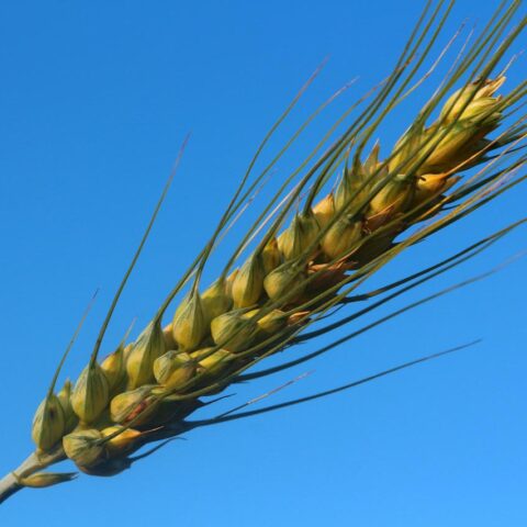 BREAKING: UN-chattered, Wheat Loaded Ship Arrives Ethiopia To Wrestle Hunger