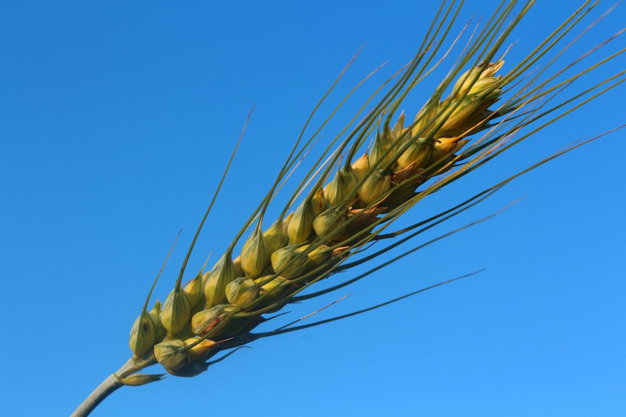 BREAKING: UN-chattered, Wheat Loaded Ship Arrives Ethiopia To Wrestle Hunger