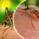 An Unwelcome Mosquito Visitor From Asia Misbehaving In Africa Plus A Look At A New Mosquito Vaccine