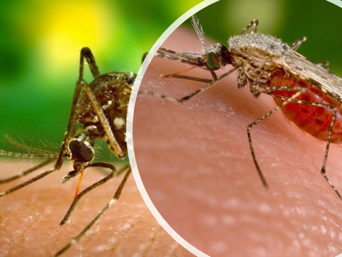 An Unwelcome Mosquito Visitor From Asia Misbehaving In Africa Plus A Look At A New Mosquito Vaccine