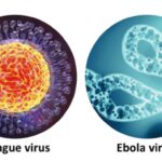 New Dengue Vaccine And Possibility Of mRNA Vaccine For Ebola