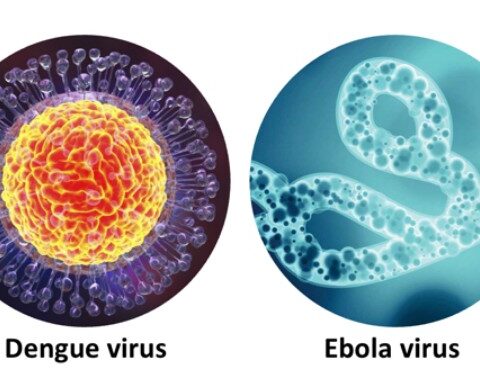 New Dengue Vaccine And Possibility Of mRNA Vaccine For Ebola