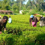 Agro-business prime business africa