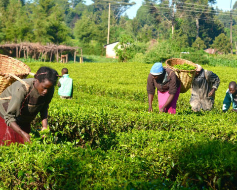 Agro-business prime business africa