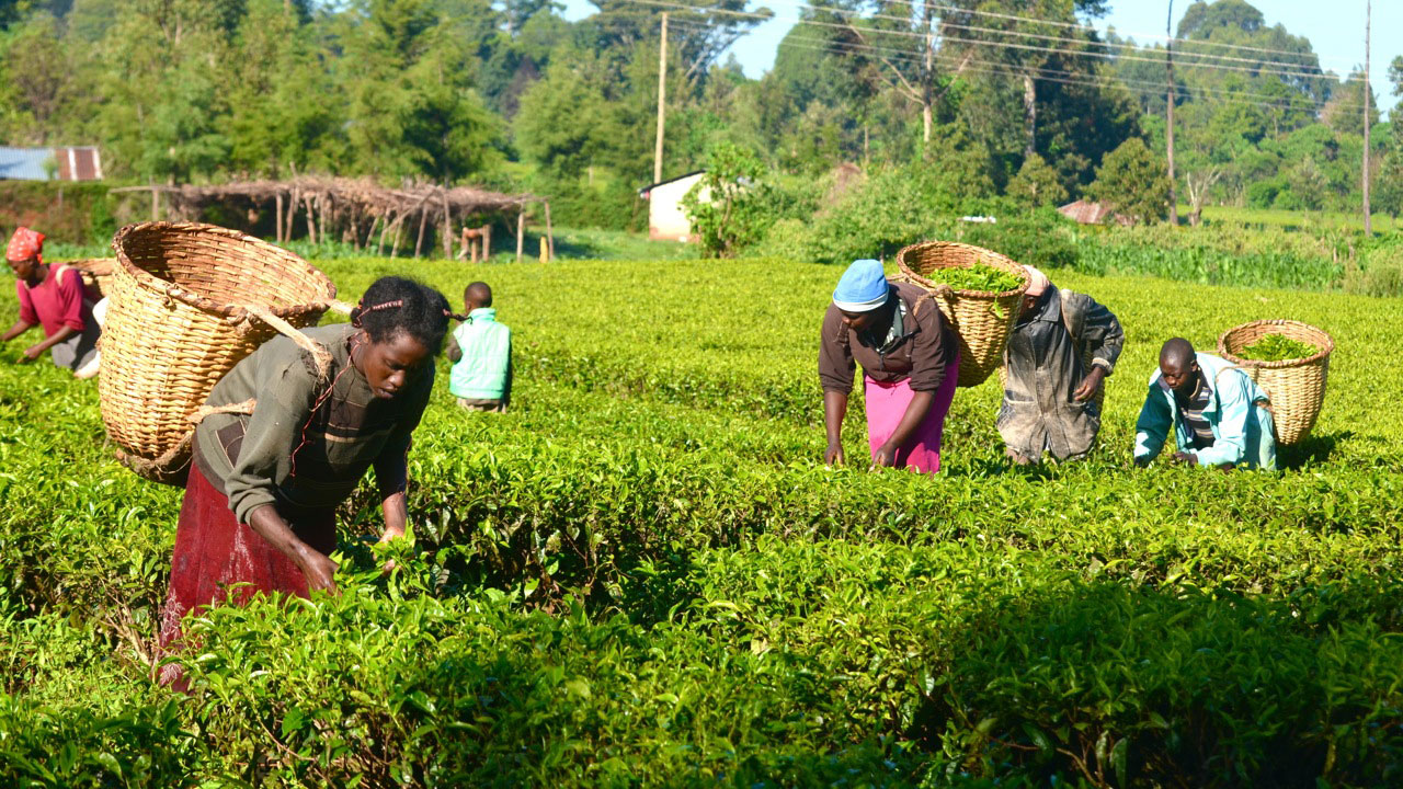 Agro-business prime business africa