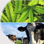 Cannabis-laced Milk Coming Soon To A Supermarket Near You