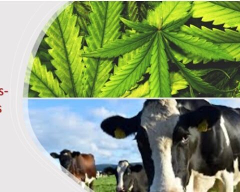 Cannabis-laced Milk Coming Soon To A Supermarket Near You
