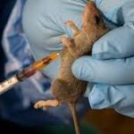 How Lassa Fever Killed Nigerian Medical Doctor