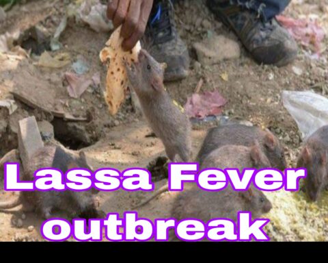 Lassa Fever: Fresh Concerns As Nigeria Records 189 Deaths