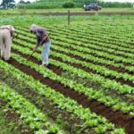 Economic Crisis: Nigeria Has No Option Than To Produce For Food Security, Forex Stability - Utomi