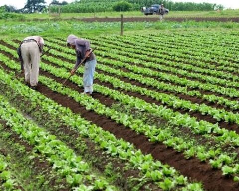 Economic Crisis: Nigeria Has No Option Than To Produce For Food Security, Forex Stability - Utomi