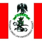 NDLEA Destroys 7,286kgs Skunk After Gun Battle In Edo Forest