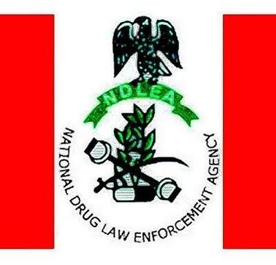 NDLEA Destroys 7,286kgs Skunk After Gun Battle In Edo Forest