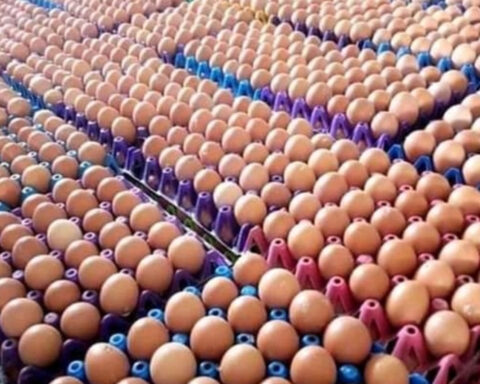 80% Of Eggs Laid By 76 million Commercial Birds To Waste Over Naira Scarcity