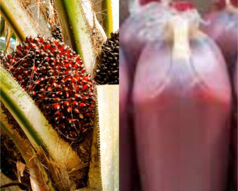 How Nigeria Has Failed To Pluck Low-hanging Fruits In Palm Oil Production 