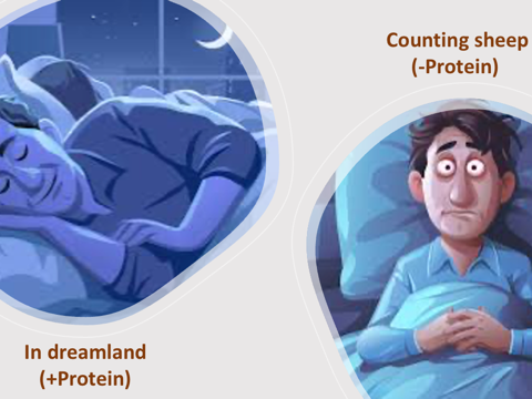 Less Protein, Less Sleep 