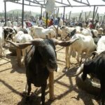 Eid-el-Kabir: Buying Ram For Sacrifice Not Compulsory For Those Who Can’t Afford It – Islamic Scholar