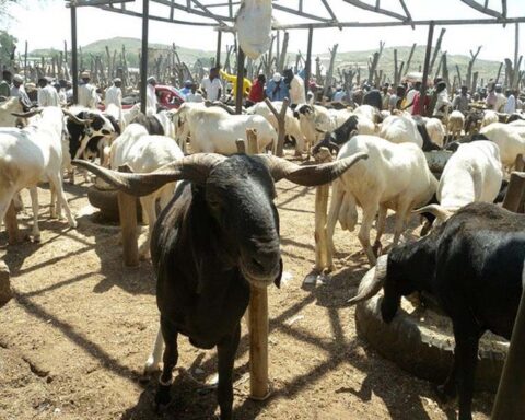 Eid-el-Kabir: Buying Ram For Sacrifice Not Compulsory For Those Who Can’t Afford It – Islamic Scholar