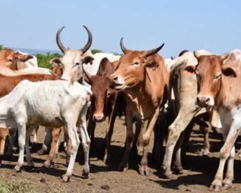 Anthrax Disease: Lagos Detects, Destroys Infected Animals