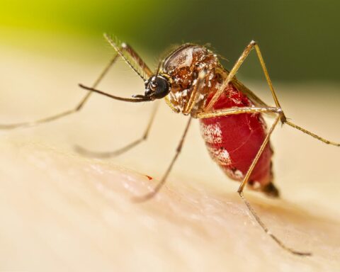 Fighting The World's 'Deadliest Killer' - Mosquitoes