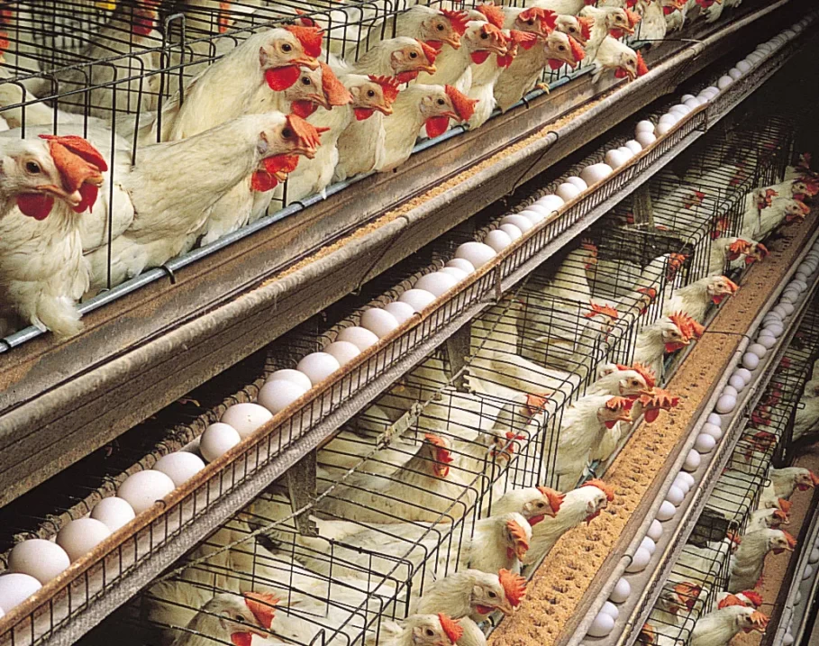 Poultry Farming