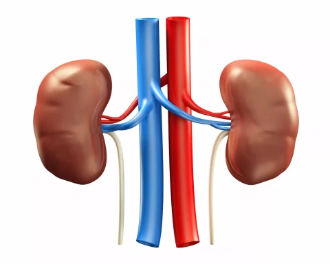 Beyond Smoking And Drinking: These Other Factors May Harm Your Kidneys