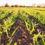 Food Security: SEEDAN Calls For Govt Investment In Seeds