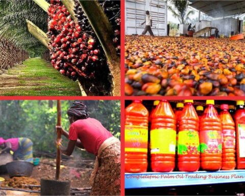 Palm Oil Business In Nigeria