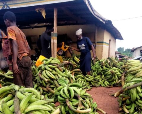 Lagos State Govt Sealed Mushin Plantain Over Filthy Conditions