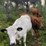 How ‘Virtual Fence’ Can Help Fulani Herdsmen, Stop Farmer-Herder Clashes In Nigeria