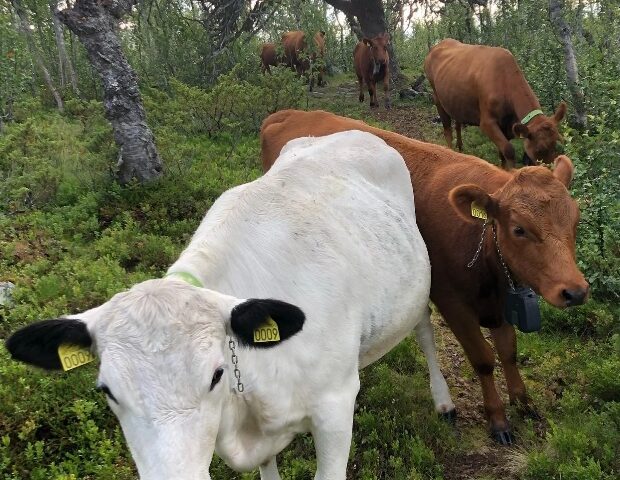 How ‘Virtual Fence’ Can Help Fulani Herdsmen, Stop Farmer-Herder Clashes In Nigeria