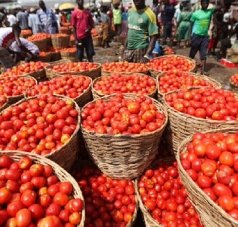 Tomato Supply Threat Sparks Fear Of Price Hike In Lagos Over Market Clash