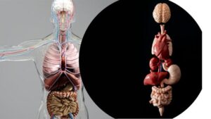 Premature Organ Ageing Is A Signature For Short Mortality