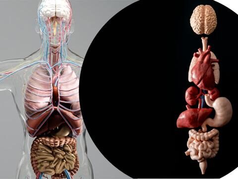 Premature Organ Ageing Is A Signature For Short Mortality